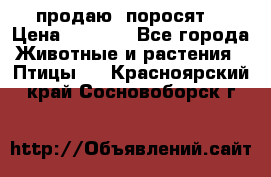 продаю  поросят  › Цена ­ 1 000 - Все города Животные и растения » Птицы   . Красноярский край,Сосновоборск г.